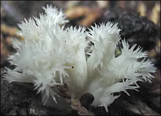 Quel est ce champignon ?