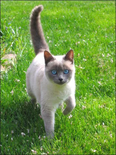 Quelle est cette race de chat ?