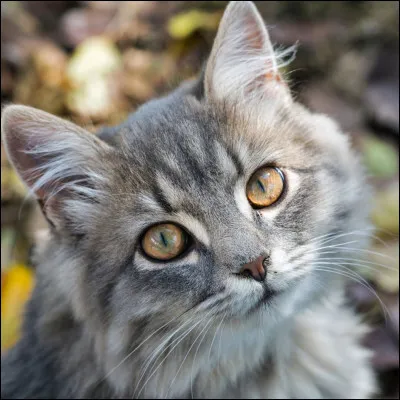 Quel Chat a reçu toute les prophéties en même temps ?