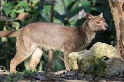 Animaux : Quel est cet animal qui est le plus gros mammifère carnivore de Madagascar ?