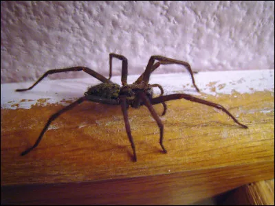 Est-ce que tu aimes les bestioles ?