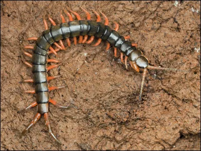 Bon, je te montre ce que c'est, est-ce que tu aimes maintenant ?