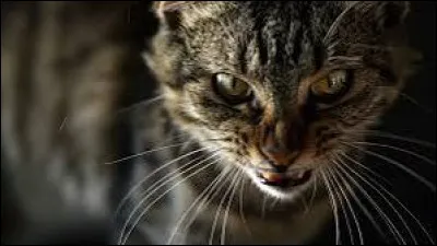 Griffe de Tigre a tué Cur de Lion :