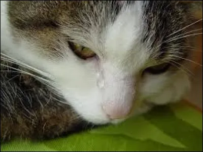 Tonnerre a pardonné à Fleur d'Étoiles :