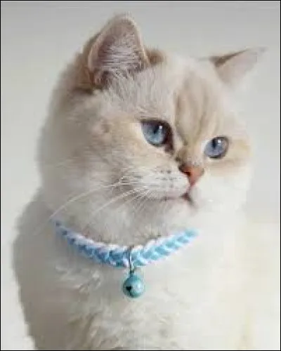 Princesse est la demi-sur dÉtoile de Feu :