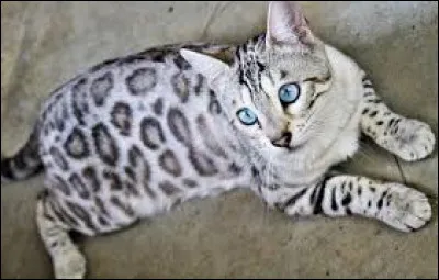 La mère de Griffe de Tigre était Tache de Léopard :