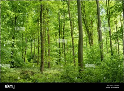 Est-ce que cet animal est souvent associé à la forêt ?