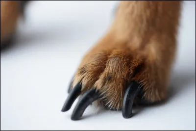 Est-ce que cet animal a des griffes ?
