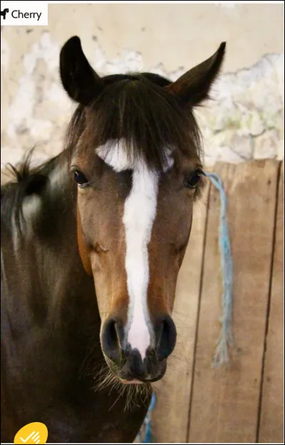 Quelle taille aimez-vous ?