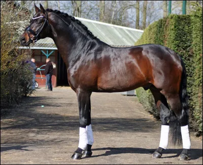 Quelle race aimez-vous ?