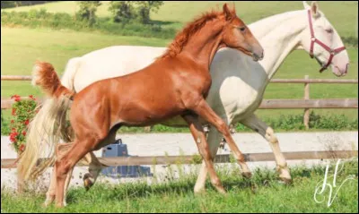 Quelle est votre allure préférée ?