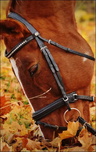 De quelle couleur sont vos cheveux ?