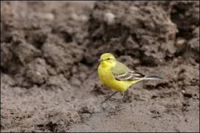 Qui chantait : "On dirait que ça te gêne de marcher dans la boue" ?
