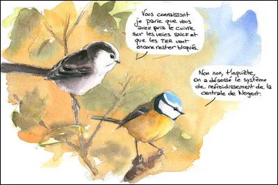 Quelle est l'espérance de vie de ce petit oiseau joyeux ?