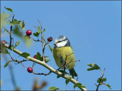 Qu'aime consommer ce petit oiseau ?