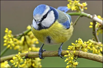 À quelle famille appartient-elle ?