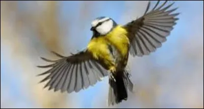 Dans quel habitat la voyez-vous ?