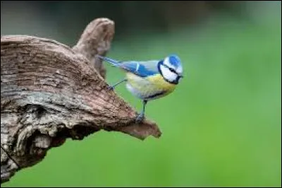 Est-elle un oiseau migrateur ?