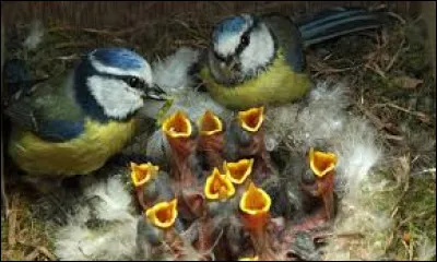 Quelle est la moyenne d'œufs lors d'une ponte ?