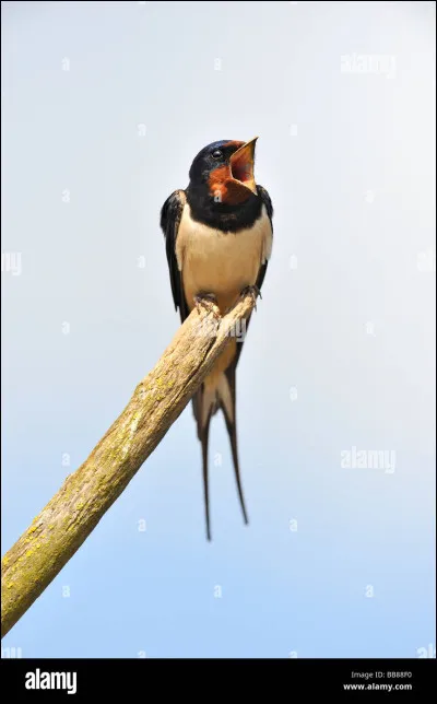 Qu'est-ce qui est infernale pour Luitz-Morat, en 1928 .