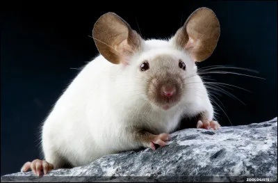 La souris est un poison :