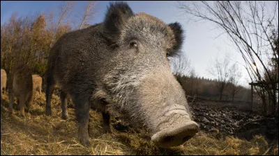 Comment sappelle cet animal faisant partie des travaux dHercule ?