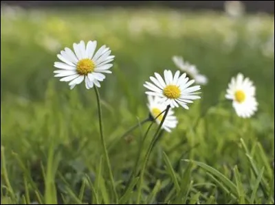 Quelle est cette fleur annonciatrice du printemps sur l'herbe verte ?