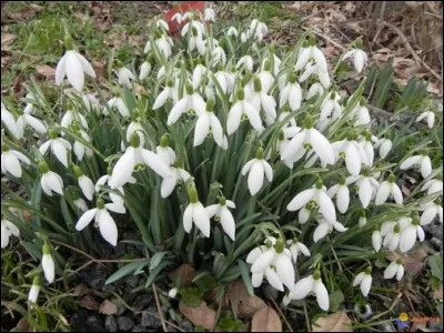 Quelle est cette petite fleur élégante dont on admire les parterres dès janvier ?