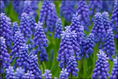 Ce bulbe qui fleurit violet fin avril est du...