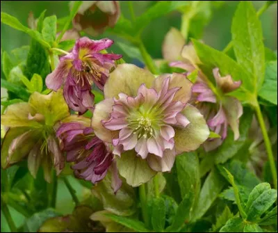 Quelle est cette fleur qui fleurit dès décembre ?