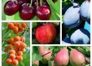 Quiz  chaque fruit, son arbre (4)