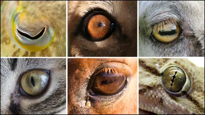 Quel est ton animal préféré ?