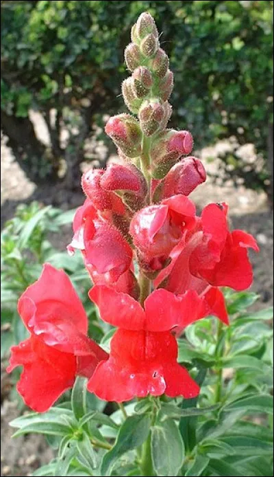 Sous quel titre, en français, a été publié le livre de Ruth Rendell, de 1987, "Talking to strange men" ?