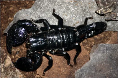 Quel animal préfères-tu parmi ceux-ci ? (Partie 2)