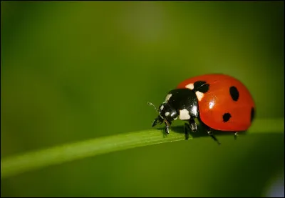 Combien de pattes ont les insectes ?