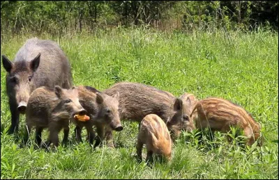 Qui est la mère du marcassin ?