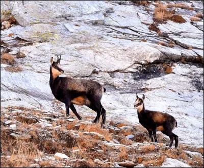 Et qui est le fils du chamois ?
