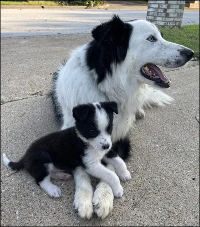 Quel est (à peu près) le prix du chiot LOF ?