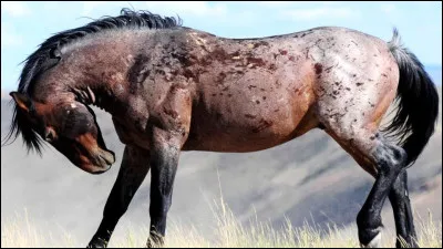 La race mustang, connue de tous, comptait à son apogée 6 millions d'individus.