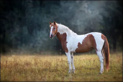 Comme vous avez pu voir, le Cruzado existe. Il est d'ailleurs issu de la race pinto et mustang.