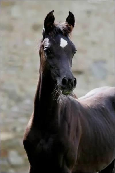 Le pur sang arabe vient du Moyen-Orient. Le Maroc fait partie de cette région.