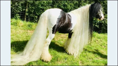 Son autre nom est cob Gopsy.