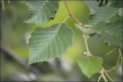 Avec quel remède Coeur d'Aulne a-t-il soigné Flaque Brillante ?