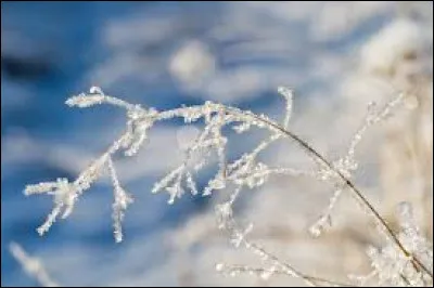 Quel est le nom de guerrière de Nuage de Brindille ?