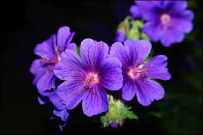 En quel honneur Nuage de Violette reçoit son nom "Violette Brillante" ?