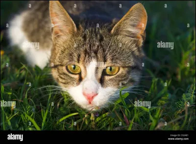 Puis tu fais ton baptême de guerrier ; toi et ton frère, vous faites votre nuit de garde ensemble ! Et puis à l'aube il t'avoue qu'il n'était pas content d'avoir eu Aile Brulée comme mentor et qu'il aurait préféré avoir il du Loup (c'est ton mentor). Quelle est ta réaction ?
