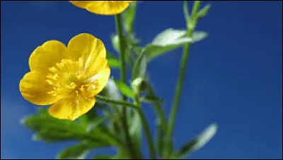 Dans le langage des fleurs le bouton d'or signifie la joie, la moquerie gentille, mais également...
