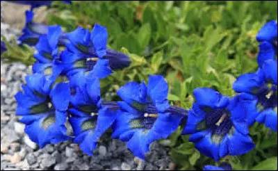 De ces trois alcools lequel contient de la gentiane ?