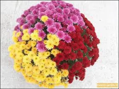 Dans quel pays d'Asie de l'Est, l'ordre suprême du chrysanthème est-elle la plus haute distinction ?