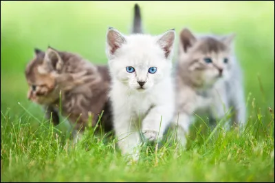 Qui sont ses chatons ?